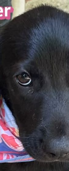 Ginger – Labrador-Mix, Weibchen, 4 Monate, Griechenland – Foto 1