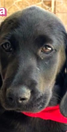 Greta – Labrador-Mix, Weibchen, 4 Monate, Griechenland – Foto 1