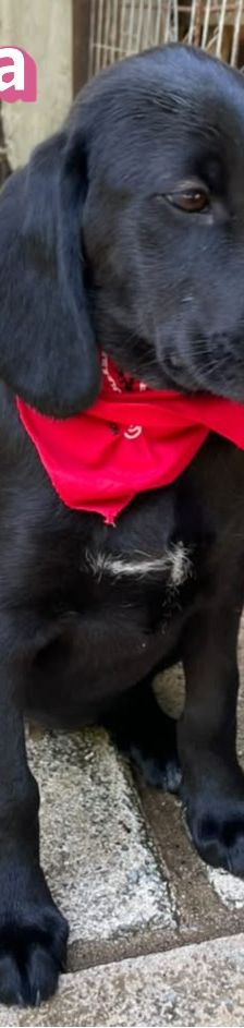 Greta – Labrador-Mix, Weibchen, 4 Monate, Griechenland – Foto 2