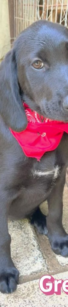 Greta – Labrador-Mix, Weibchen, 4 Monate, Griechenland – Foto 3