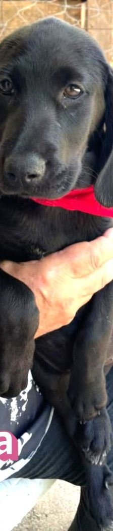 Greta – Labrador-Mix, Weibchen, 4 Monate, Griechenland – Foto 4