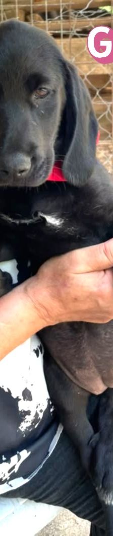 Greta – Labrador-Mix, Weibchen, 4 Monate, Griechenland – Foto 5