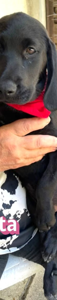 Greta – Labrador-Mix, Weibchen, 4 Monate, Griechenland – Foto 6
