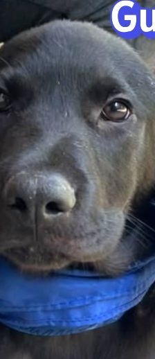 Gustav – Labrador-Mix, Männchen, 4 Monate, Griechenland – Foto 1