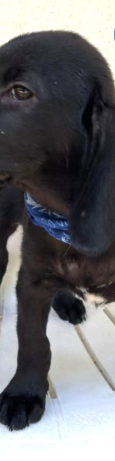 Gustav – Labrador-Mix, Männchen, 4 Monate, Griechenland – Foto 2