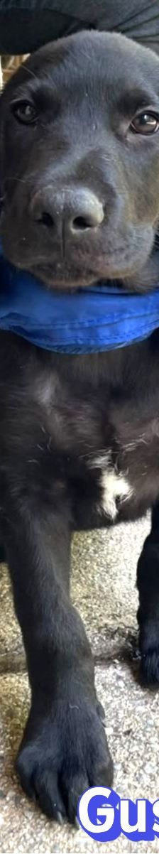 Gustav – Labrador-Mix, Männchen, 4 Monate, Griechenland – Foto 3