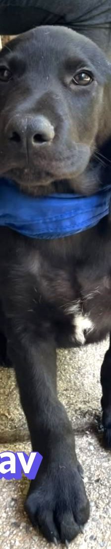 Gustav – Labrador-Mix, Männchen, 4 Monate, Griechenland – Foto 4