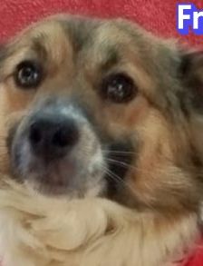 Friedl – Kokoni, Männchen, 2 Jahre, Griechenland – Foto 1