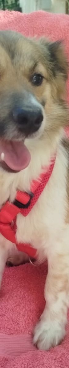 Friedl – Kokoni, Männchen, 2 Jahre, Griechenland – Foto 2