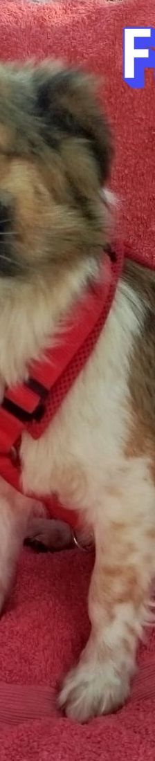 Friedl – Kokoni, Männchen, 2 Jahre, Griechenland – Foto 3