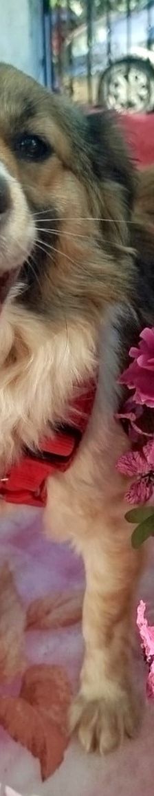 Friedl – Kokoni, Männchen, 2 Jahre, Griechenland – Foto 4