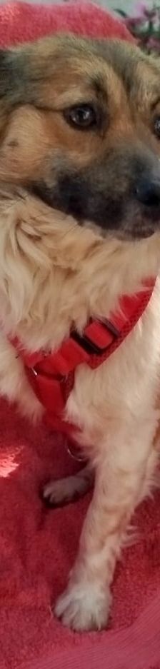 Friedl – Kokoni, Männchen, 2 Jahre, Griechenland – Foto 5