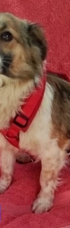 Friedl – Kokoni, Männchen, 2 Jahre, Griechenland – Foto 6