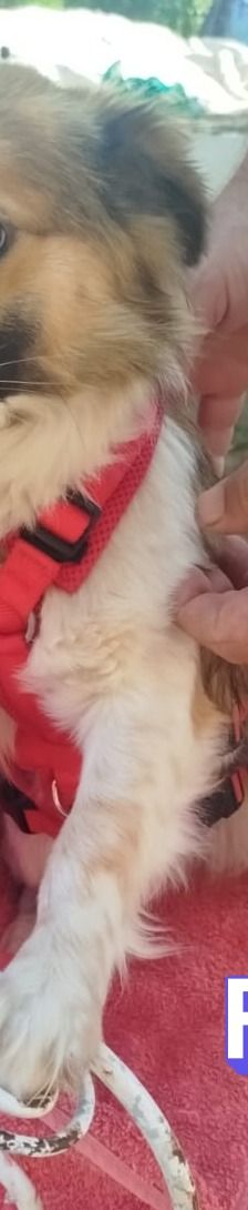Friedl – Kokoni, Männchen, 2 Jahre, Griechenland – Foto 7