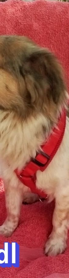 Friedl – Kokoni, Männchen, 2 Jahre, Griechenland – Foto 8