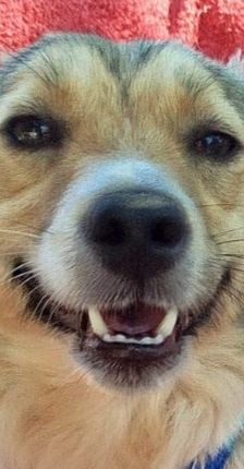 Fritz – Kokoni, Männchen, 2 Jahre, Griechenland – Foto 1