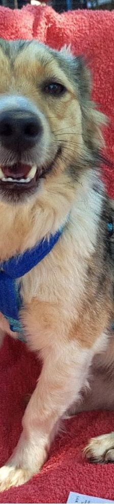 Fritz – Kokoni, Männchen, 2 Jahre, Griechenland – Foto 2