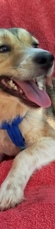 Fritz – Kokoni, Männchen, 2 Jahre, Griechenland – Foto 3