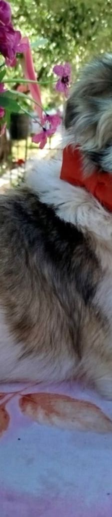 Fritz – Kokoni, Männchen, 2 Jahre, Griechenland – Foto 4