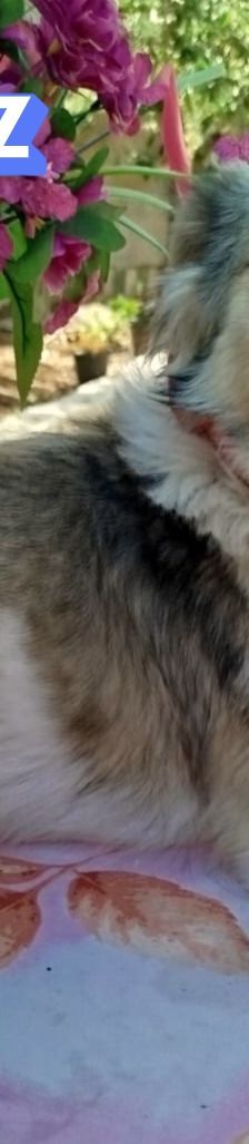 Fritz – Kokoni, Männchen, 2 Jahre, Griechenland – Foto 5