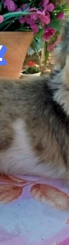Fritz – Kokoni, Männchen, 2 Jahre, Griechenland – Foto 6