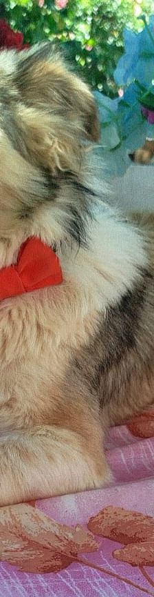 Fritz – Kokoni, Männchen, 2 Jahre, Griechenland – Foto 7
