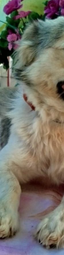 Fritz – Kokoni, Männchen, 2 Jahre, Griechenland – Foto 8