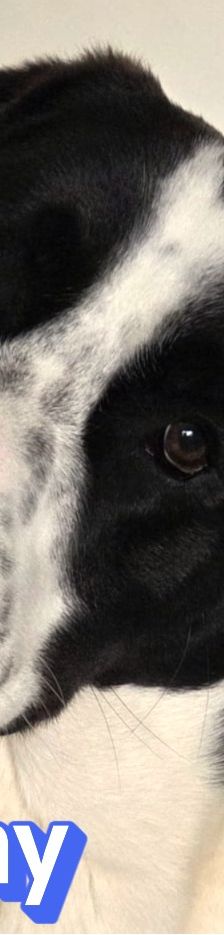 Sammy – Mischling, Männchen, 1 Jahr 1 Monat, 66646 Marpingen – Foto 1
