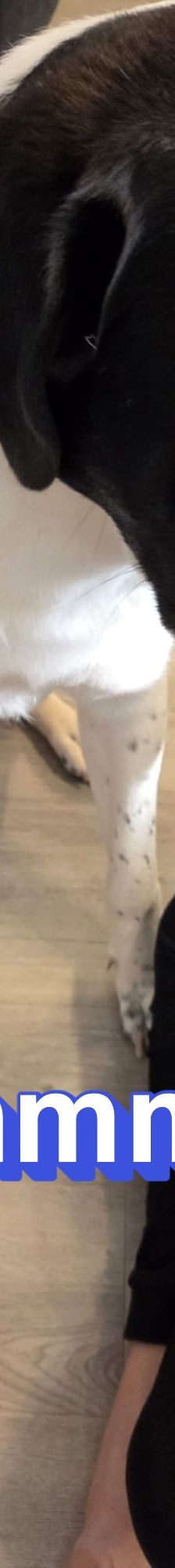 Sammy – Mischling, Männchen, 1 Jahr 1 Monat, 66646 Marpingen – Foto 3