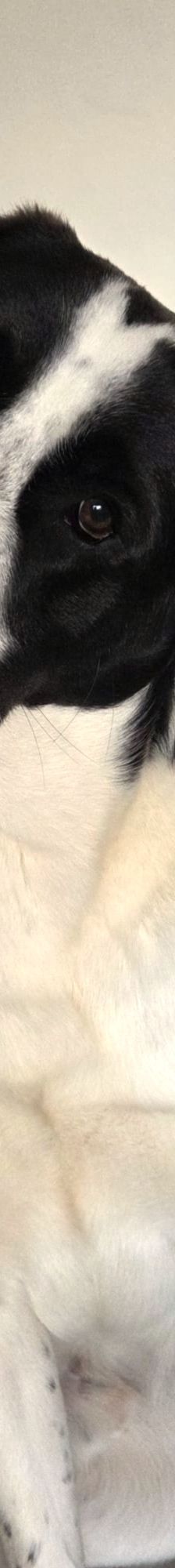 Sammy – Mischling, Männchen, 1 Jahr 1 Monat, 66646 Marpingen – Foto 5