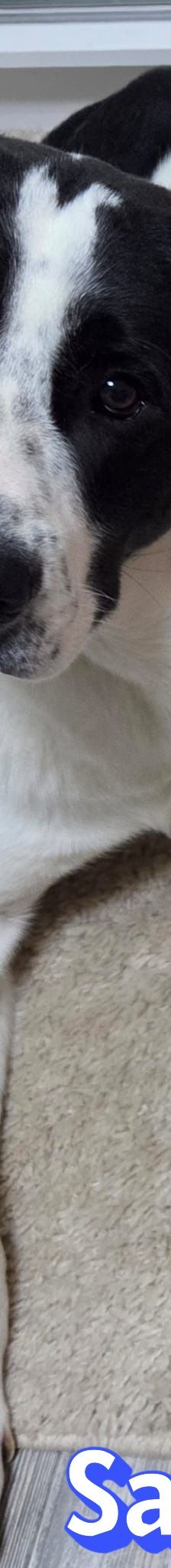 Sammy – Mischling, Männchen, 1 Jahr 1 Monat, 66646 Marpingen – Foto 6