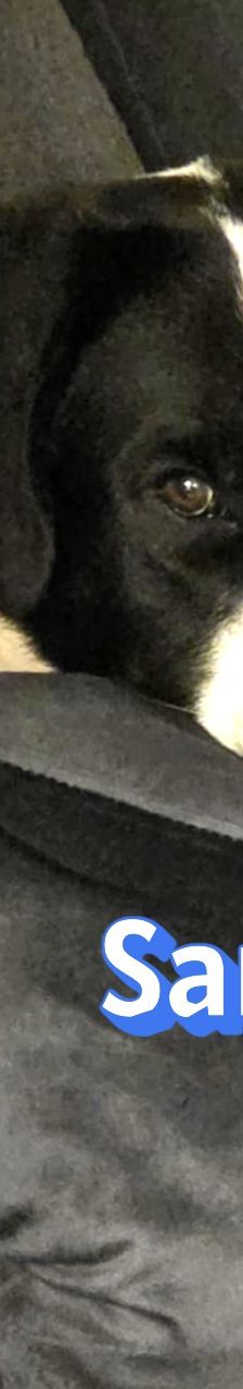 Sammy – Mischling, Männchen, 1 Jahr 1 Monat, 66646 Marpingen – Foto 7