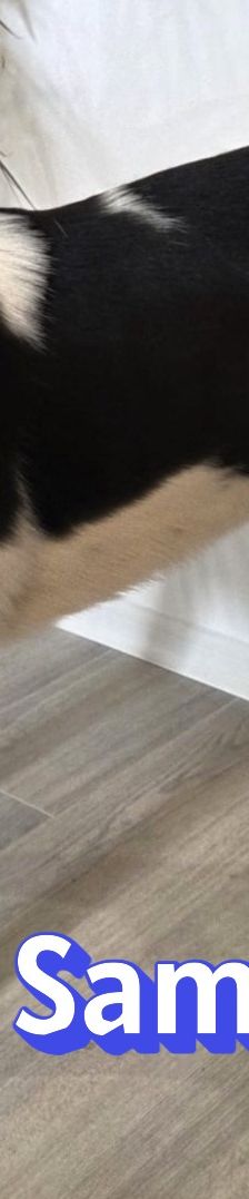 Sammy – Mischling, Männchen, 1 Jahr 1 Monat, 66646 Marpingen – Foto 8