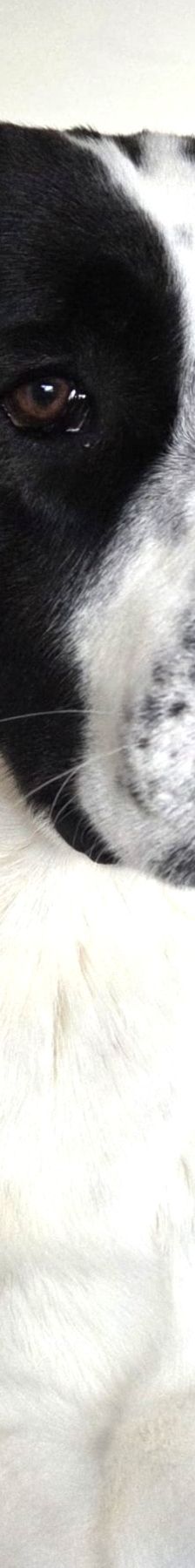 Sammy – Mischling, Männchen, 1 Jahr 1 Monat, 66646 Marpingen – Foto 9