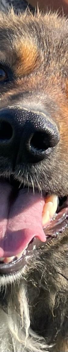 Hope – Mischling, Weibchen, 2 Jahre 1 Monat, 64653 Lorsch – Foto 1