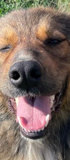 Hope – Mischling, Weibchen, 2 Jahre 1 Monat, 64653 Lorsch – Foto 2