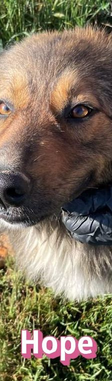 Hope – Mischling, Weibchen, 2 Jahre 1 Monat, 64653 Lorsch – Foto 3