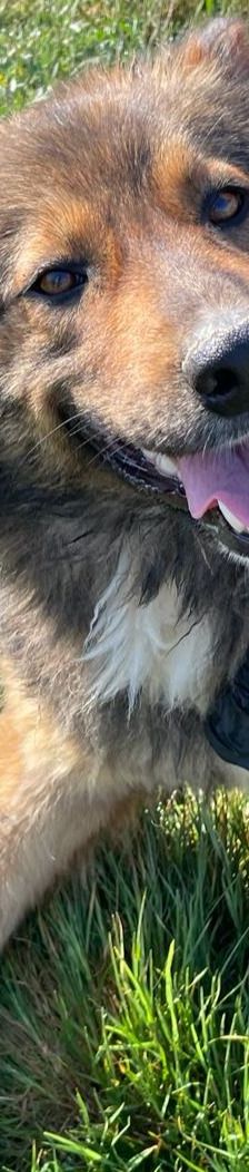 Hope – Mischling, Weibchen, 2 Jahre 1 Monat, 64653 Lorsch – Foto 5