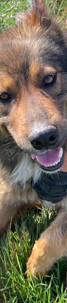 Hope – Mischling, Weibchen, 2 Jahre 1 Monat, 64653 Lorsch – Foto 6