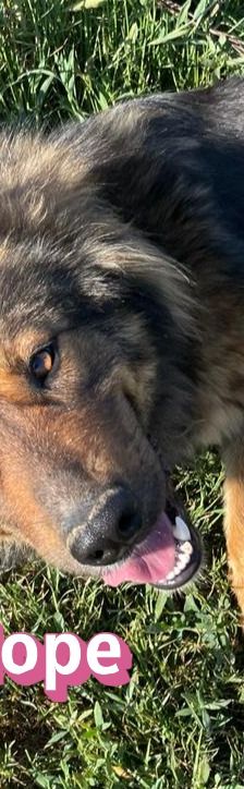 Hope – Mischling, Weibchen, 2 Jahre 1 Monat, 64653 Lorsch – Foto 7