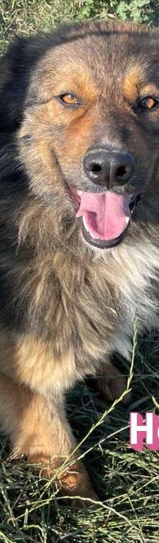 Hope – Mischling, Weibchen, 2 Jahre 1 Monat, 64653 Lorsch – Foto 8