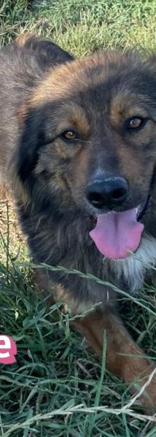 Hope – Mischling, Weibchen, 2 Jahre 1 Monat, 64653 Lorsch – Foto 9
