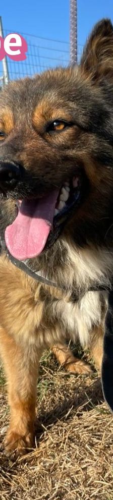 Hope – Mischling, Weibchen, 2 Jahre 1 Monat, 64653 Lorsch – Foto 11