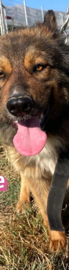 Hope – Mischling, Weibchen, 2 Jahre 1 Monat, 64653 Lorsch – Foto 12