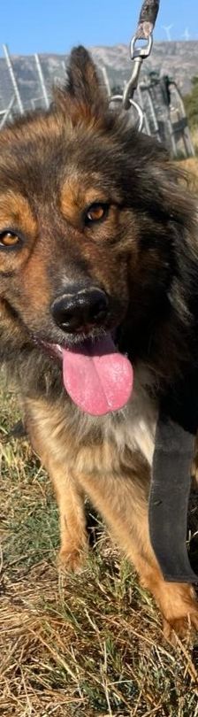 Hope – Mischling, Weibchen, 2 Jahre 1 Monat, 64653 Lorsch – Foto 14