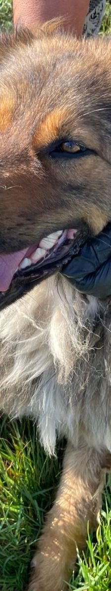 Hope – Mischling, Weibchen, 2 Jahre 1 Monat, 64653 Lorsch – Foto 16