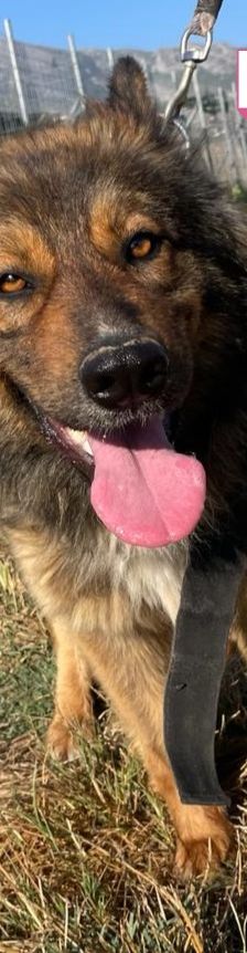 Hope – Mischling, Weibchen, 2 Jahre 1 Monat, 64653 Lorsch – Foto 18