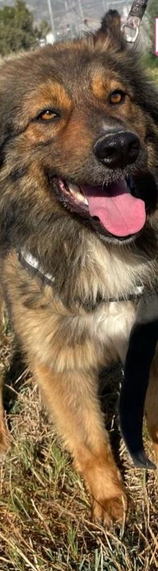 Hope – Mischling, Weibchen, 2 Jahre 1 Monat, 64653 Lorsch – Foto 20
