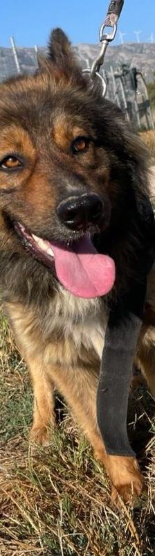 Hope – Mischling, Weibchen, 2 Jahre 1 Monat, 64653 Lorsch – Foto 21