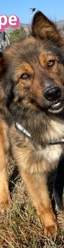 Hope – Mischling, Weibchen, 2 Jahre 1 Monat, 64653 Lorsch – Foto 22